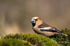 Appelvink-24_Hawfinch_Coccothraustes-coccothraustes_11I9456