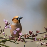 Appelvink-27_Hawfinch_Coccothraustes-coccothraustes_11I2838
