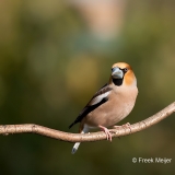 Appelvink-30_Hawfinch_Coccothraustes-coccothraustes_11I2924