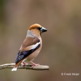 Appelvink-31_Hawfinch_Coccothraustes-coccothraustes_11I3198