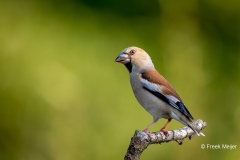 Appelvink-34_Hawfinch_Coccothraustes-coccothraustes_11I3575
