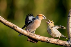 Appelvink-36_Hawfinch_Coccothraustes-coccothraustes_11I3594