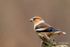 Appelvink-39_Hawfinch_Coccothraustes-coccothraustes_11I5254