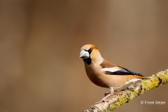 Appelvink-40_Hawfinch_Coccothraustes-coccothraustes_11I5749