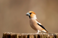 Appelvink-41_Hawfinch_Coccothraustes-coccothraustes_11I5753