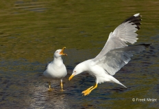 Geelpootmeeuw-02_Yellow-legged-Gull_Larus-michahellis_BZ4T2299_2