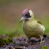 Groene-Specht-04_-European-Green-Woodpecker_Picus-viridis_11I3977