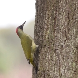 Groene-Specht-06_-European-Green-Woodpecker_Picus-viridis_Z4T0901