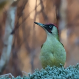 Groene-Specht-11_-European-Green-Woodpecker_Picus-viridis_11I5756