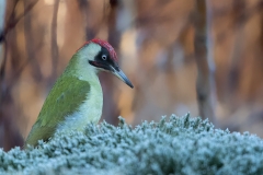 Groene-Specht-10_-European-Green-Woodpecker_Picus-viridis_11I5749