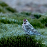 Grote-Barmsijs-05_Mealy-Redpoll_Acanthis-flammea_11I6180