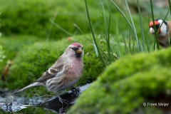 Grote-Barmsijs-02_Mealy-Redpoll_Acanthis-flammea_11I5269