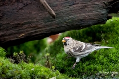 Grote-Barmsijs-01_Mealy-Redpoll_Acanthis-flammea_11I5252