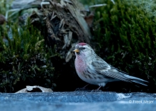 Grote-Barmsijs-08_Mealy-Redpoll_Acanthis-flammea_11I6187