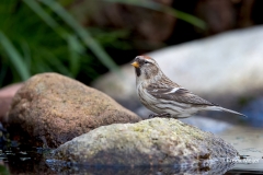 Grote-Barmsijs-12_Mealy-Redpoll_Acanthis-flammea_11I2038