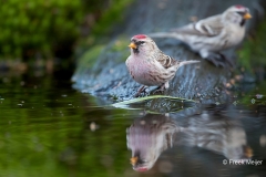 Grote-Barmsijs-14_Mealy-Redpoll_Acanthis-flammea_11I2145