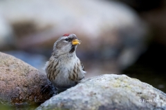 Grote-Barmsijs-15_Mealy-Redpoll_Acanthis-flammea_11I2388