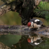Grote-Bonte-Specht-05_Great-Spotted-Woodpecker_Dendrocopos-major_BZ4T6910