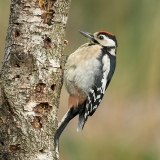 Grote-Bonte-Specht-04_Great-Spotted-Woodpecker_Dendrocopos-major_BZ4T0175