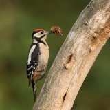 Grote-Bonte-Specht-07_Great-Spotted-Woodpecker_Dendrocopos-major_BZ4T6924