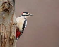 Grote-Bonte-Specht-16_Great-Spotted-Woodpecker_Dendrocopos-major_11I4935