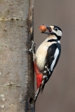 Grote-Bonte-Specht-18_Great-Spotted-Woodpecker_Dendrocopos-major_11I5931