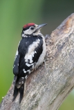 Grote-Bonte-Specht-20_Great-Spotted-Woodpecker_Dendrocopos-major_11I9265