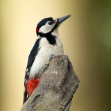 Grote-Bonte-Specht-01_Great-Spotted-Woodpecker_Dendrocopos-major_BZ4T7148