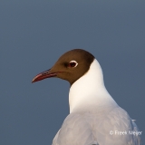 Kokmeeuw-02_Black-headed-Gull_Chroicocephalus-ridibundus_49C6479_1