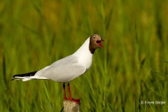 Kokmeeuw-04_Black-headed-Gull_Chroicocephalus-ridibundus_49C8620