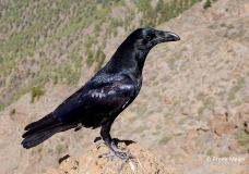 Raaf-07_Northern-Raven_Corvus-corax_A49C3713