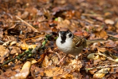 Ringmus-02_Eurasian-Tree-Sparrow_Passer-montanus_MG_0956