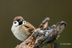 Ringmus-12_Eurasian-Tree-Sparrow_Passer-montanus_11I4854