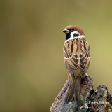 Ringmus-11_Eurasian-Tree-Sparrow_Passer-montanus_11I4730