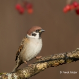 Ringmus-13_Eurasian-Tree-Sparrow_Passer-montanus_11I5569