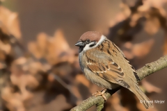 Ringmus-14_Eurasian-Tree-Sparrow_Passer-montanus_11I5579