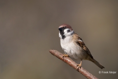 Ringmus-17_Eurasian-Tree-Sparrow_Passer-montanus_11I6900