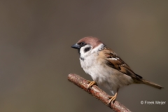 Ringmus-18_Eurasian-Tree-Sparrow_Passer-montanus_11I6898