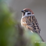 Ringmus-23_Eurasian-Tree-Sparrow_Passer-montanus_11I2546