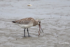 Rosse-Grutto-03_Bar-tailed-Godwit_Limosa-lapponica_BZ4T4895