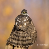 Sperwer-44_Eurasian-Sparrowhawk_Accipiter-nisu_11I4786
