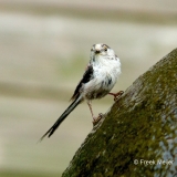 Staartmees-01_Long-tailed-Tit_Aegithalos-caudatus_IMG_4969_1