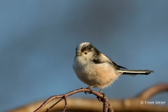 Staartmees-07_Long-tailed-Tit_Aegithalos-caudatus_BZ4T1663