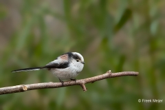 Staartmees-08_Long-tailed-Tit_Aegithalos-caudatus_11I6141