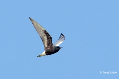 Witvleugelstern-04_White-winged-Tern_Chlidonias-leucopterus_49C5515