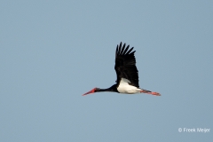 Zwarte-Ooievaar-08_Black-Stork_Ciconia-nigra_BZ4T3089