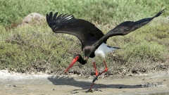 Zwarte-Ooievaar-10_Black-Stork_Ciconia-nigra_BZ4T1258