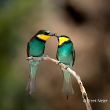 Bijeneter-09_European-Bee-eater_Merops-apiaster_Z4T2938