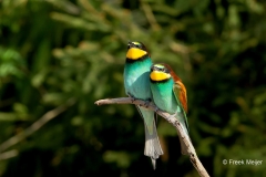 Bijeneter-04_European-Bee-eater_Merops-apiaster_Z4T2573