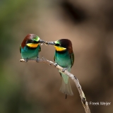 Bijeneter-10_European-Bee-eater_Merops-apiaster_Z4T2939